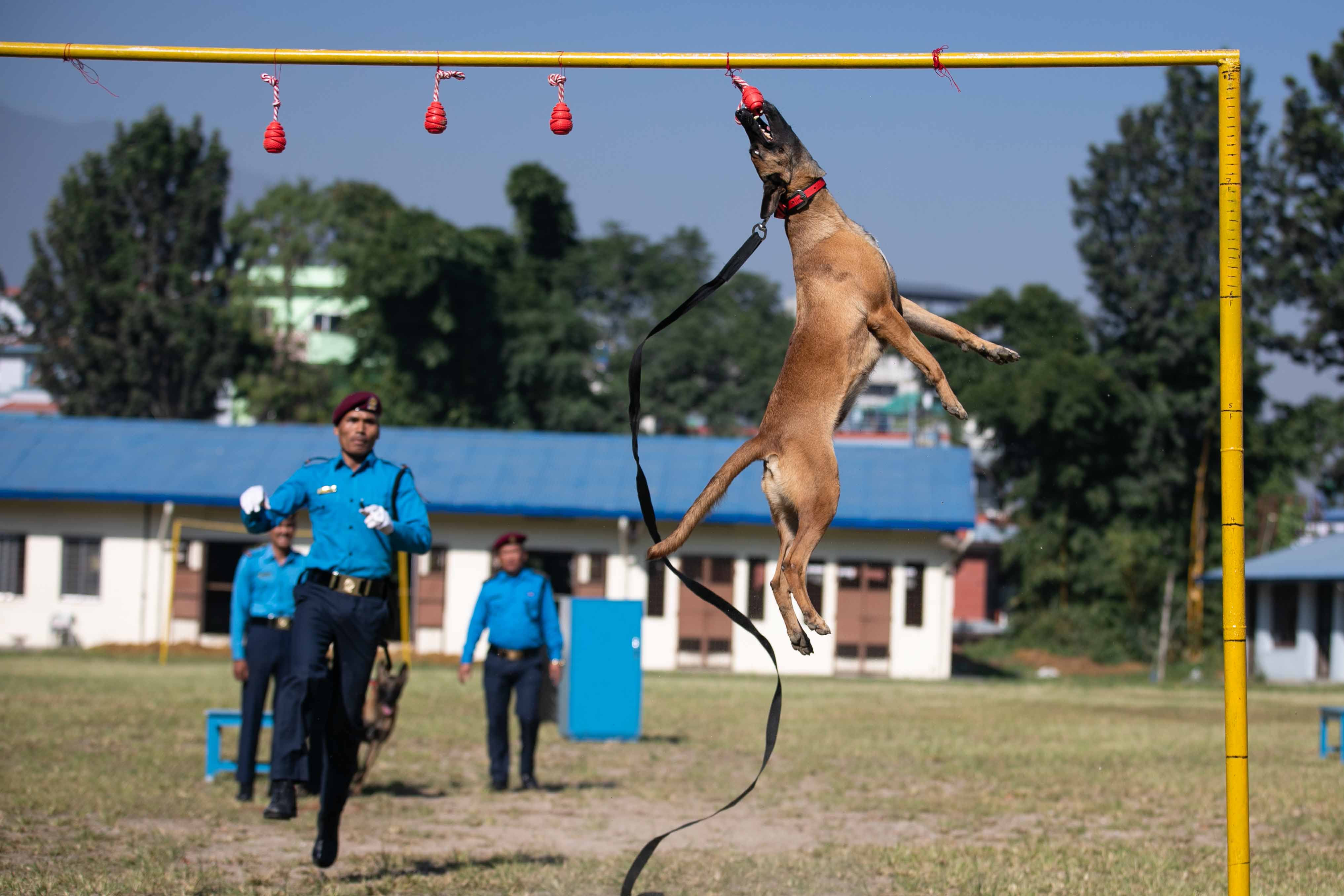 Nepal police dog festival-Nepal Photo Library  (10)1666603839.JPG